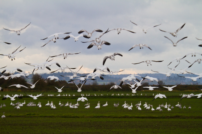 Snow Geese In Flight